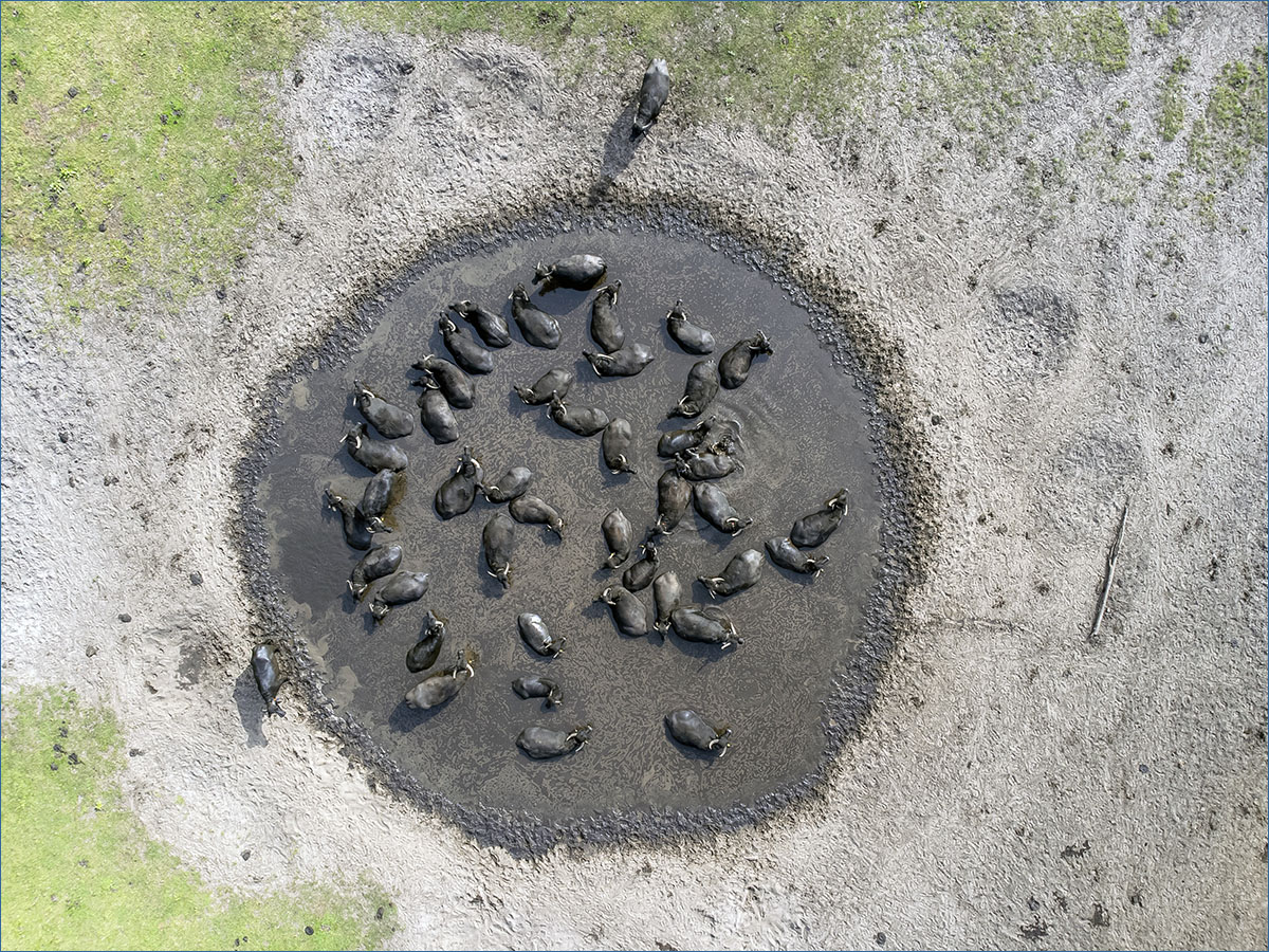 luchtfotografie waterbuffels