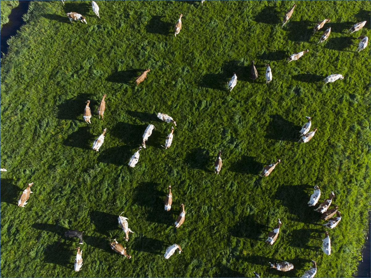 dronefotografie koeien