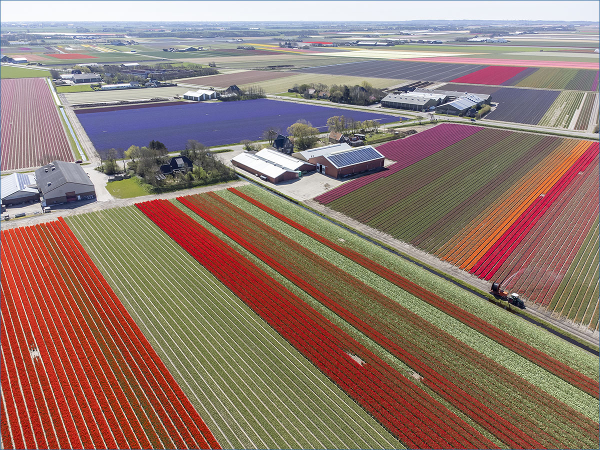 luchtfotografie bollenvelden