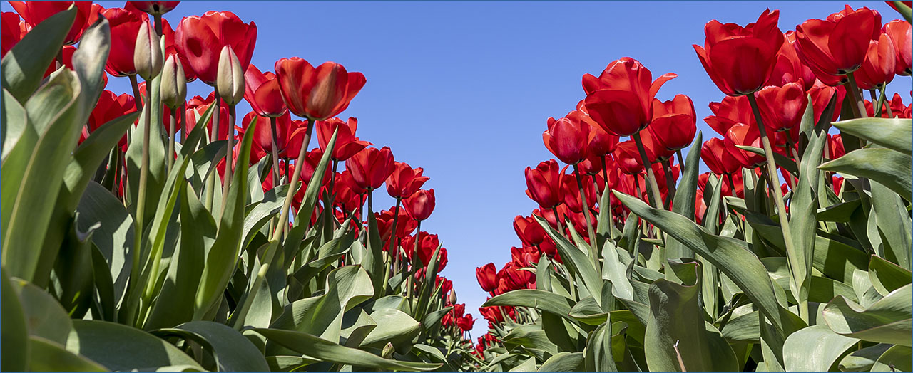 tuinbouw fotograaf